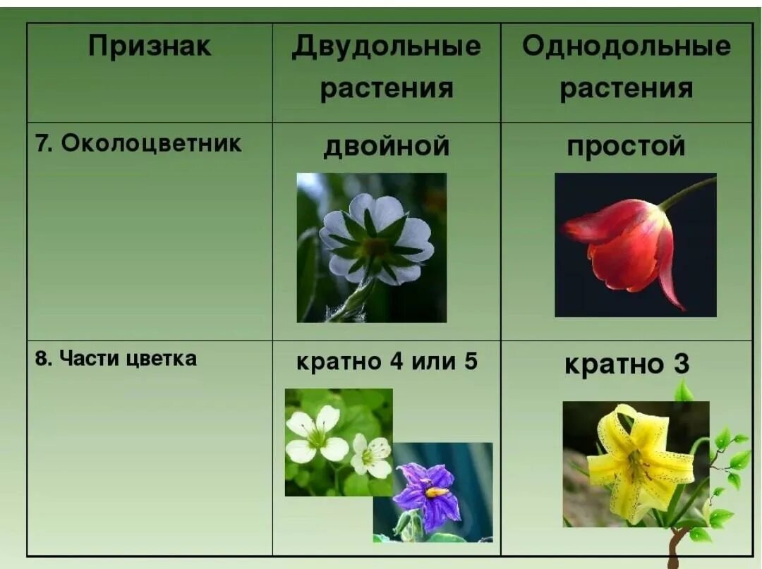 Для всех представителей класса характерно наличие околоцветника. Околоцветник у однодольных и двудольных растений. Цветок с простым околоцветником. Околоцветник у двудольных. Растения с двойным околоцветником.