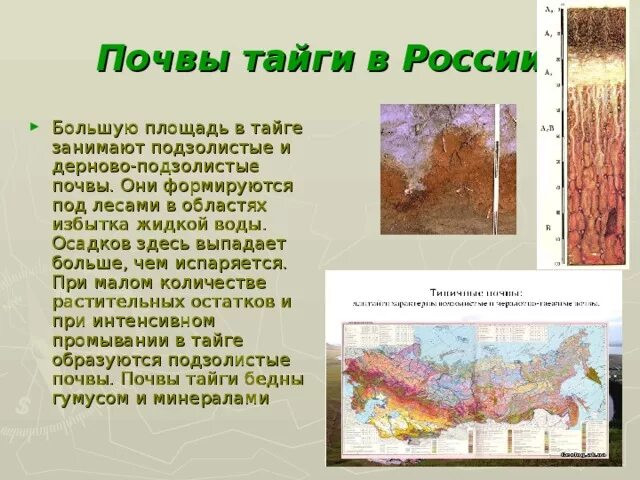 Почвы тайги и их свойства. Почвы тайги в России и их плодородие. Свойства почвы в тайге подзолистые почвы. Плодородие подзолистых почв тайги. Тайга Восточной Сибири типы почв.