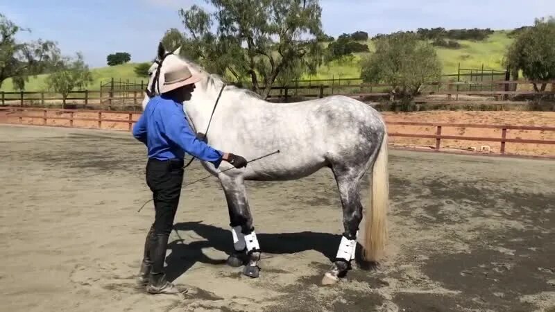 Ворон тв. Портрет лошади фото красивые. Esperanza center. Pro horse. Жизнь ворона.