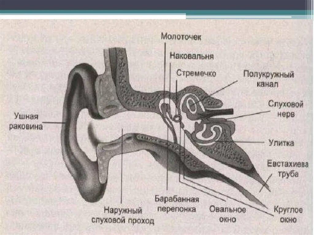 Слуховой анализатор наковальня. Анатомия животных строение слухового анализатора. Рецепторный отдел органа слуха. Названия частей уха слуховой анализатор. Барабанная перепонка овальное окошко стремечко