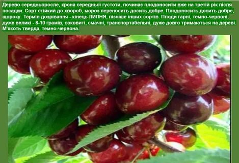 Вишня морозовой описание сорта