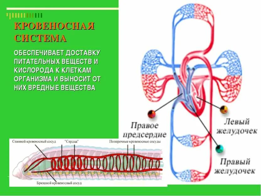 Транспорт питательных веществ обеспечивает. Транспорт питательных веществ обеспечивает. Типы транспорта питательных веществ. Транспорт питательных веществ к клеткам тела. Транспорт питательных веществ обеспечивает.