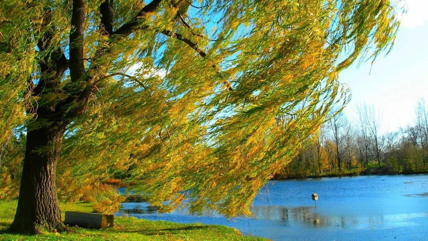 Плакучая Ива весной. Ива желтая плакучая. Дерево на берегу реки. Дерево у реки.