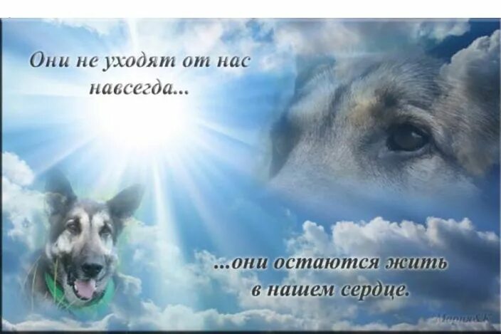 Соболезнования собаке. Собака на небесах. Бездомная собака плачет. В память о собаке. Лапа собаки и рука человека.