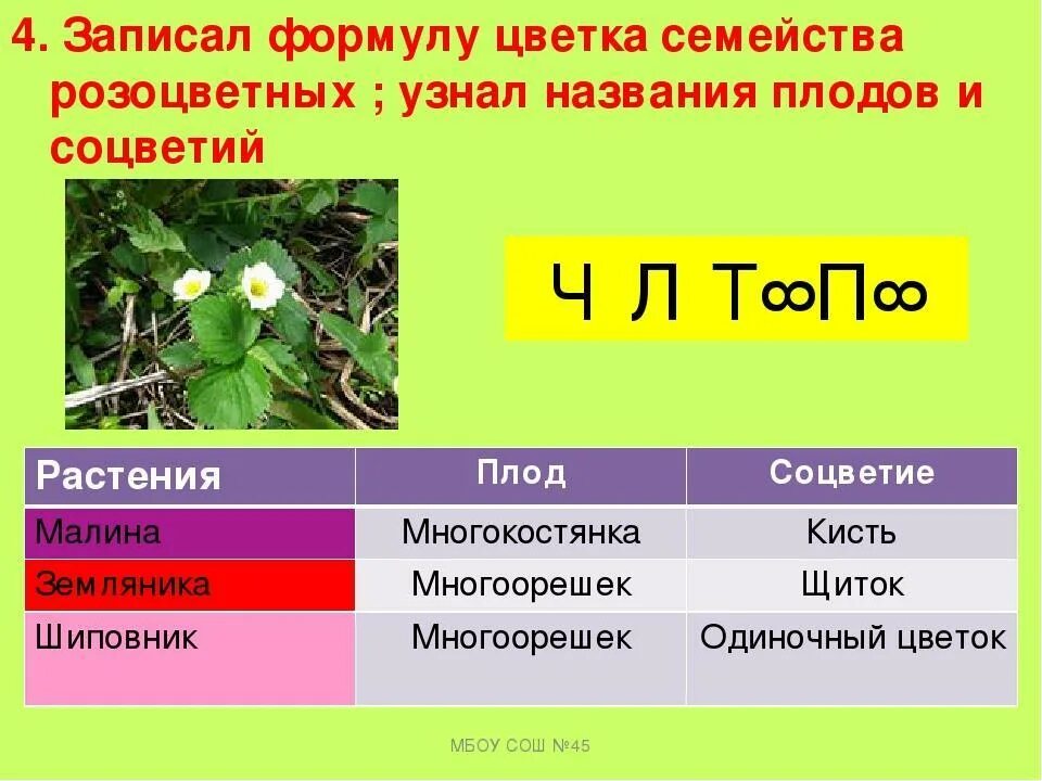 Ч0л5т5п1 формула какого цветка. Формула цветка клубники. Строение цветка земляники формула. Семейство Розоцветные формула цветка. Формула и диаграмма цветка розоцветных.