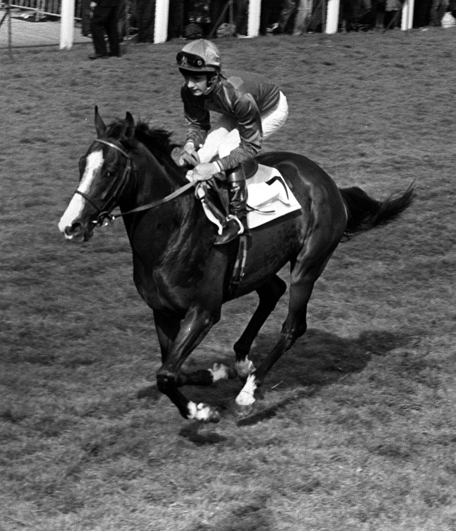 Шергар. Скаковая лошадь Шергар. Shergar лошадь. Шергар фото.