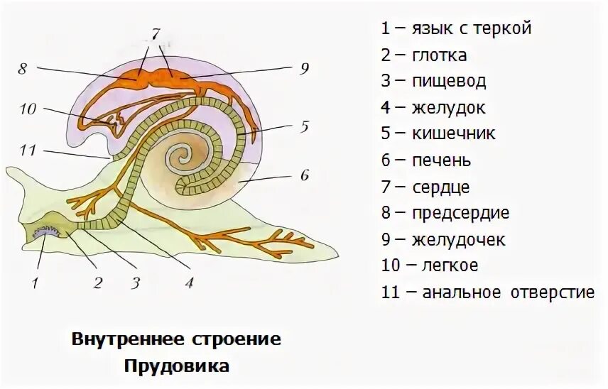 У большинства брюхоногих моллюсков скелет ответ тест. Класс брюхоногие моллюски схема. строение брюхоногих моллюсков схема. строение брюхоногих моллюсков 7 класс. класс брюхоногие внутреннее строение.