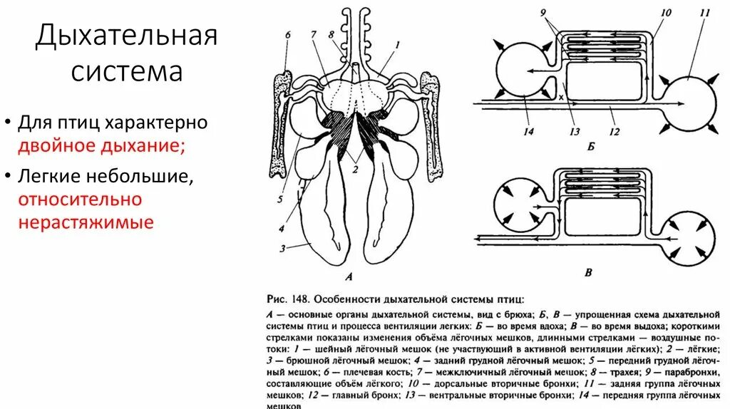 Для птиц характерно двойное дыхание