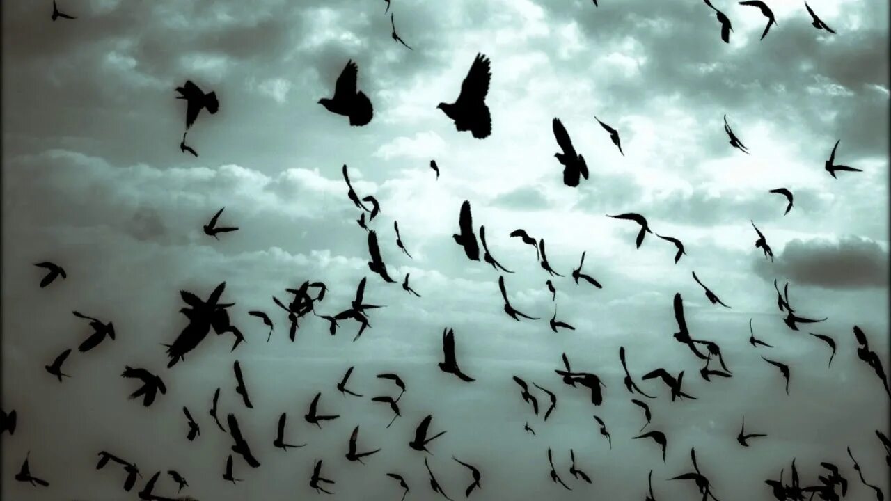Птицы падают с деревьев. Падающая птица. Птицы падают с неба. Падение птиц с неба.
