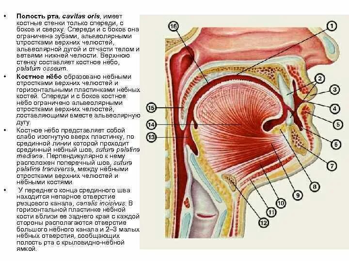 Полость рта костные стенки. Полость рта Сагиттальный разрез анатомия.
