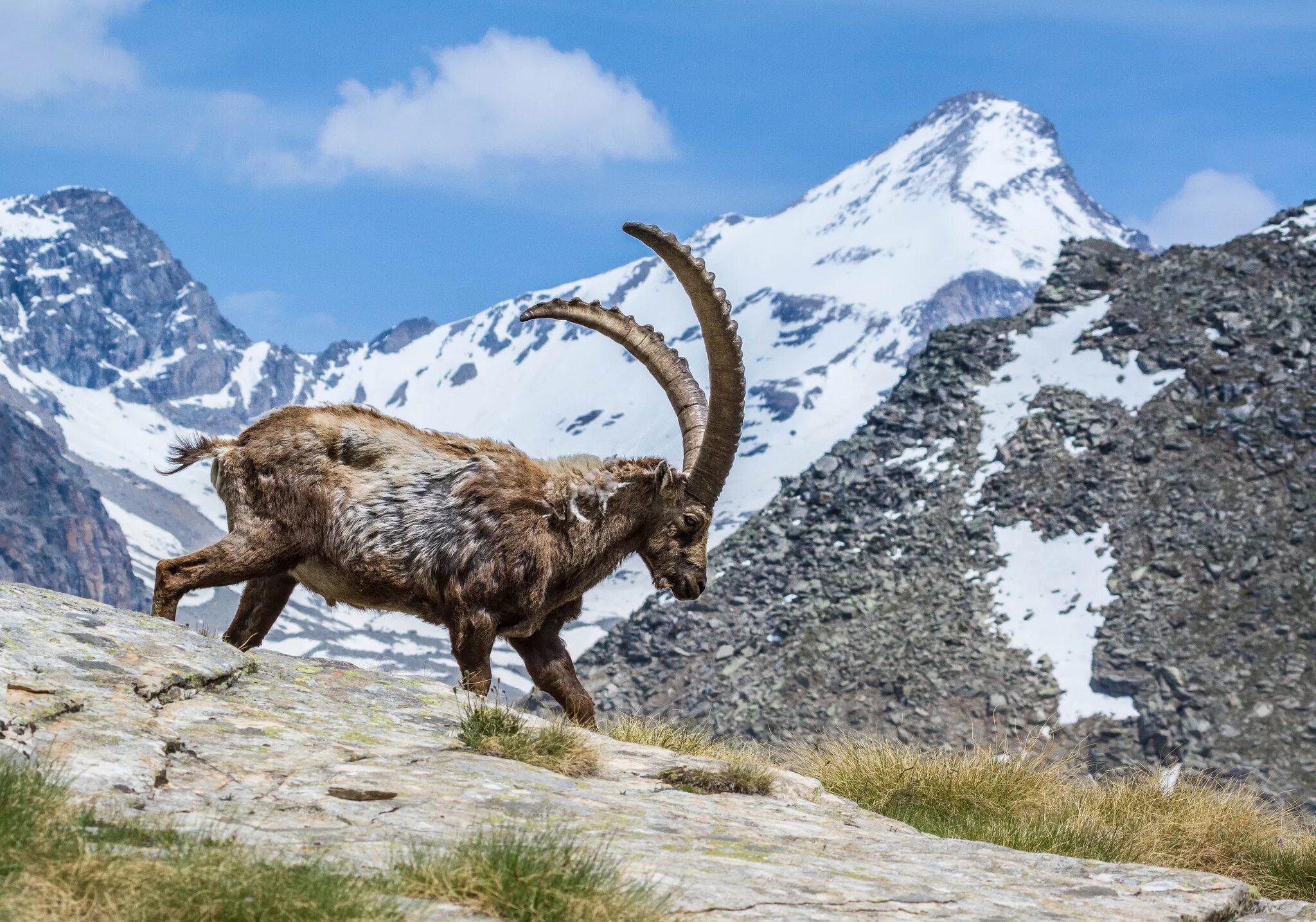 Горный козел Ибекс. Альпийский горный козёл Ибекс. Alpine Ibex (Capra Ibex). Сайлюгемский Ибекс.