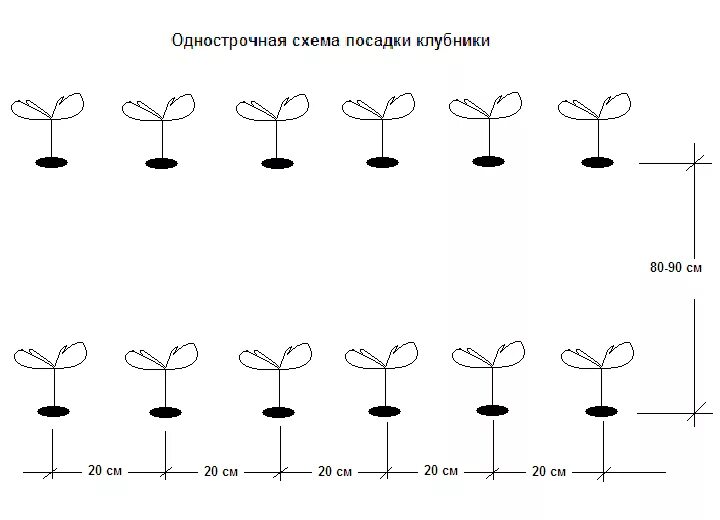 Грядка клубники схема. Схема посадки ремонтантной клубники в открытом грунте. Клубника схема посадки двухстрочная. Схема посадки клубники двухстрочный. Клубника схема посадки в открытый грунт.