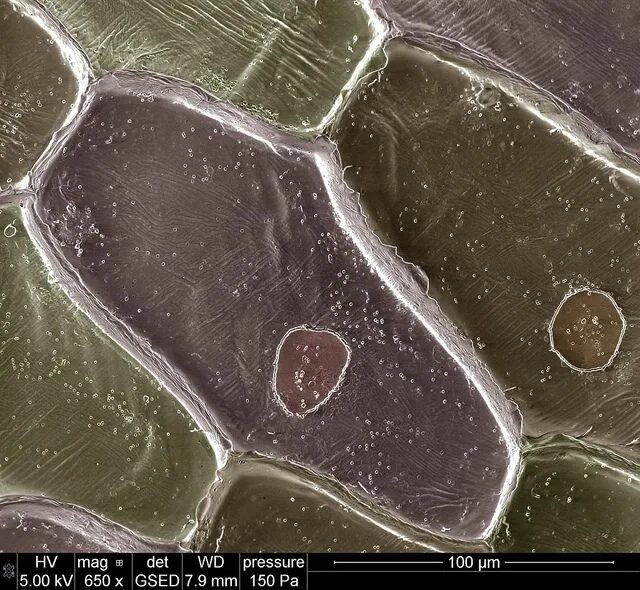 Клеточная стенка лука под микроскопом Onion epidermus micrograph stock photo. Image of science 40763732