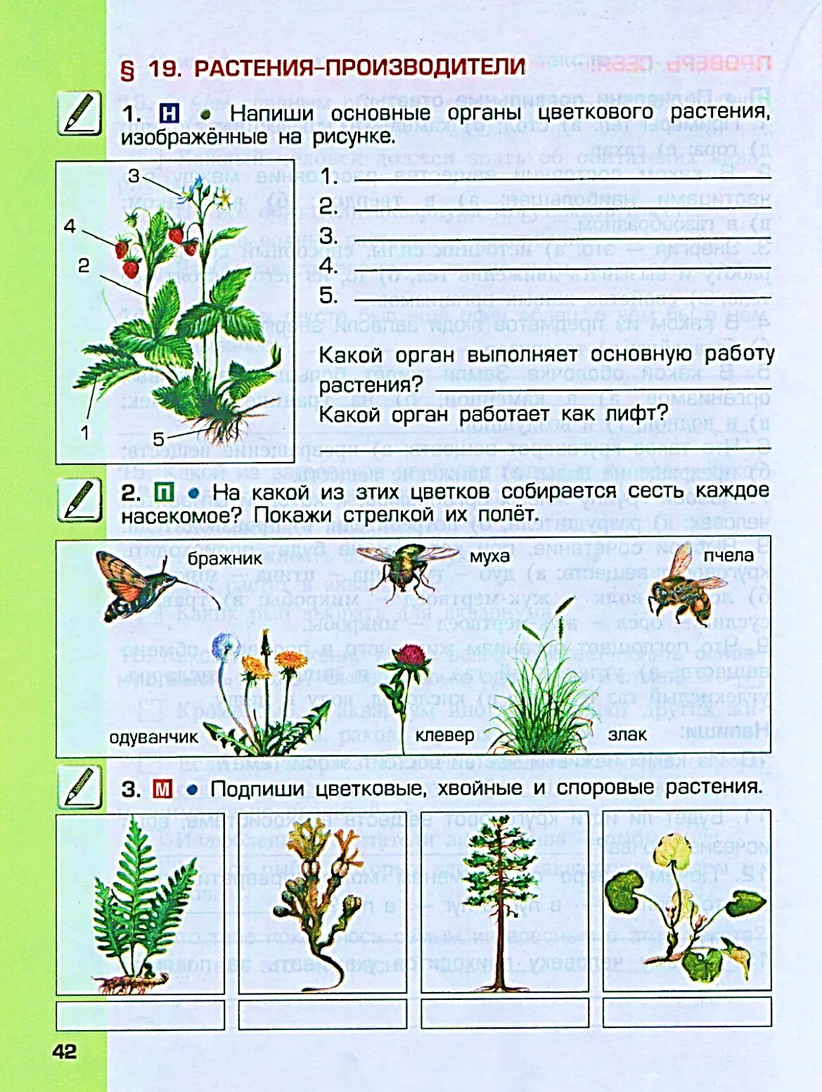 Самостоятельная работа по биологии цветок. Задания по окружающему миру 1 класс растения. Задания растения 1 класс. Строение растения задание. Мир растений окружающий мир.