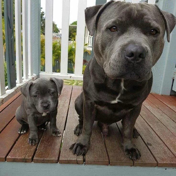 Питбуль фото щенки и взрослые Such beautiful faces on these Pitbull Puppies and the stance of the one on the r