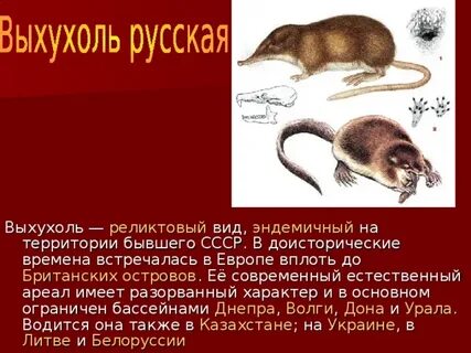 Реликты это