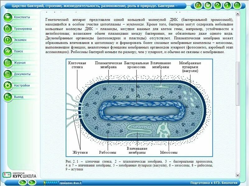 Строение бактериальной клетки ЕГЭ биология. Бактериальная клетка ЕГЭ биология. Строение клетки бактерии ЕГЭ. Строение бактерий ЕГЭ биология.