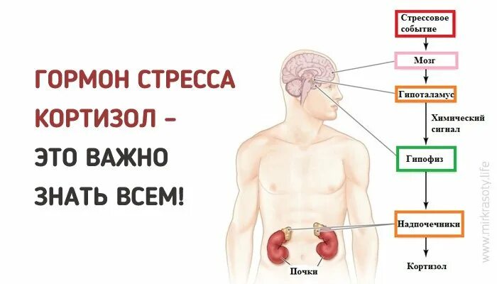 Гормон уровня стресса. Кортизол. стресс кортизол. гормон стресса у мужчин. кортизол гормон.