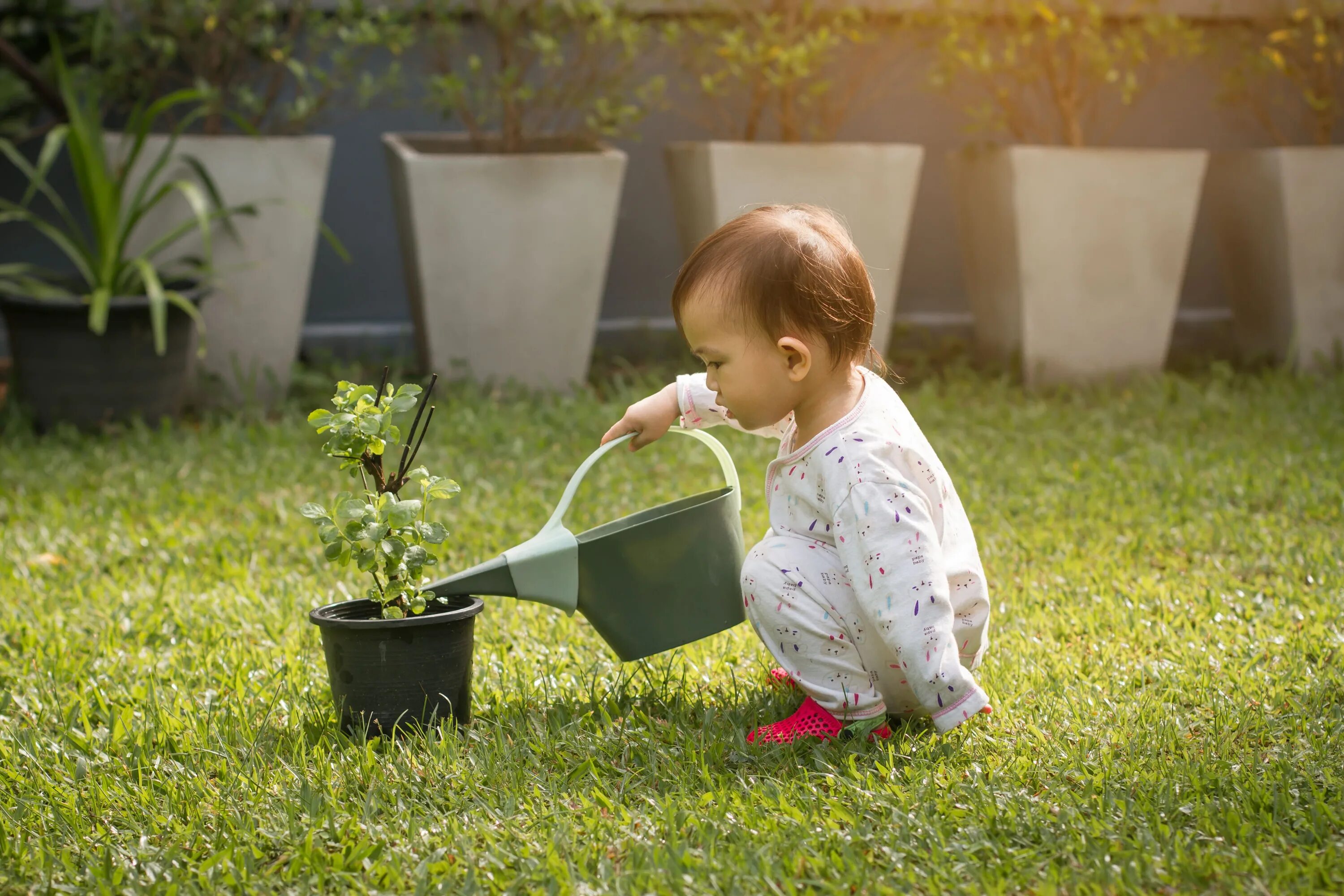 Baby plant. Беби растения. Baby Plants Dibble. Growth Medium for Plant Tissue.