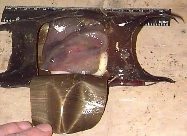 яйцо морского ската. икра ската. яйцевая капсула ската. яйцо катрана черноморской акулы. яйцевая капсула акулы.