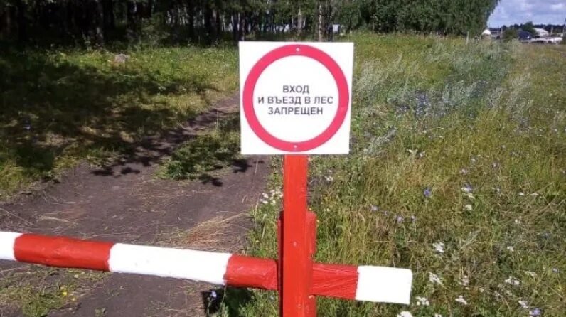 Посещение лесов запрещено. Вход в лес запрещен. Въезд в лес запрещен. Въезд в лес запрещен знак. Стевия попала под запрет
