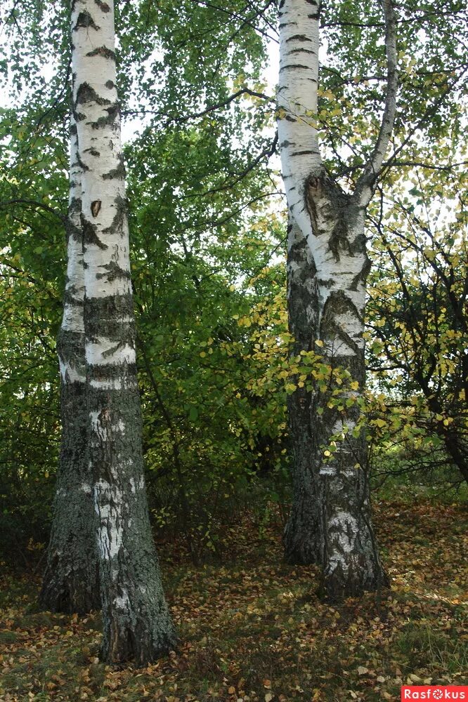 Березка кострома. Прием береза. Березовый 8 Кострома. Калининград сегодня березы.