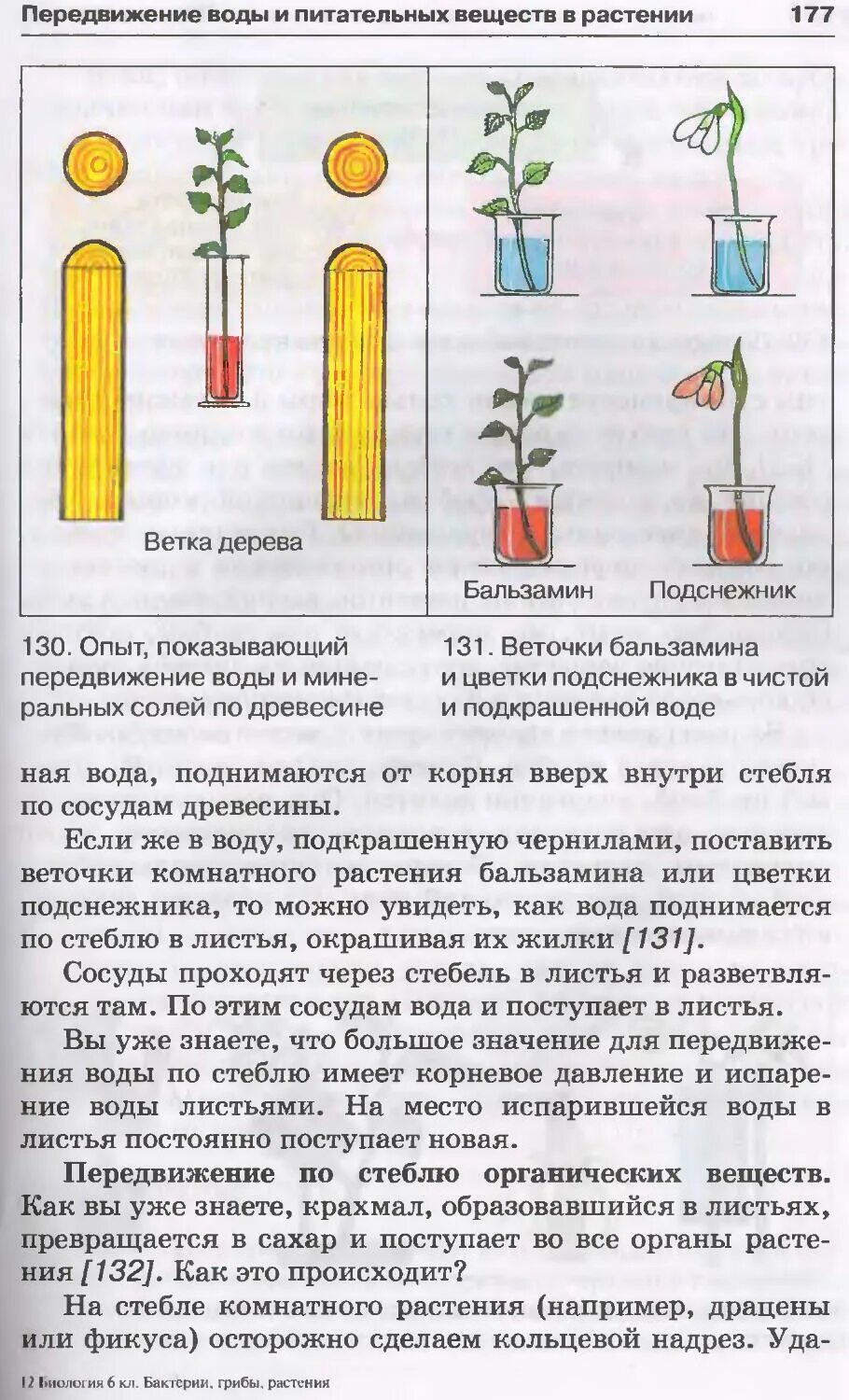 Передвижение воды и Минеральных веществ по стеблю. Передвижение воды и питательных веществ в растении. Передвижение воды и органических веществ по стеблю. Опыты передвижение воды и Минеральных веществ. Какой слой стебля окрасился в подкрашенной воде