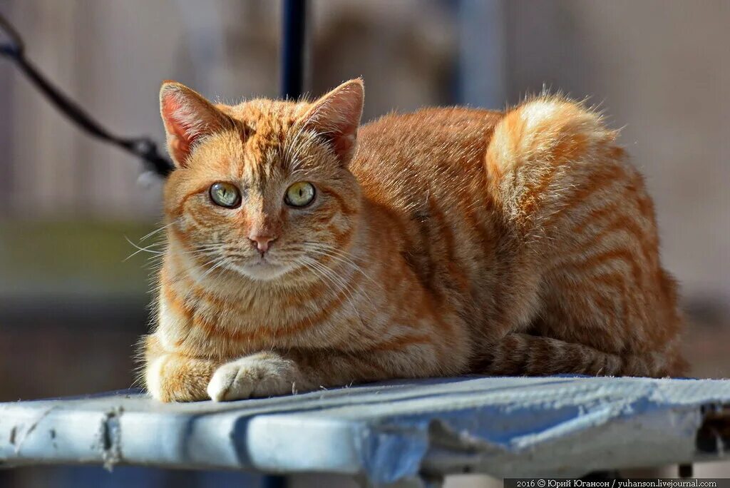 Купить кошку севастополь. Крымские кошки. Севастопольские коты. Кот Адмирал. Кошечка Севастополь.