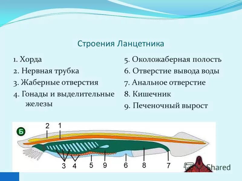 Ланцетник хорда нервная трубка. Пищеварительная трубка ланцетника. Жесткость балок при изгибе таблица. Хорда у животных. Осевой скелет у хордовых хордовых.