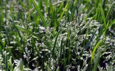 Blue grass
