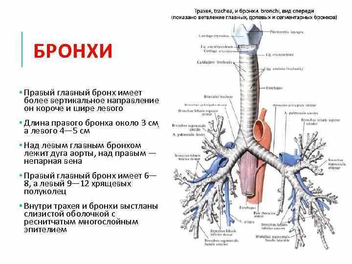Функции бронхов и легких. Трахея и бронхи человека. бронхи анатомия человека строение. бронхи строение кратко. строение бронхов человека анатомия.