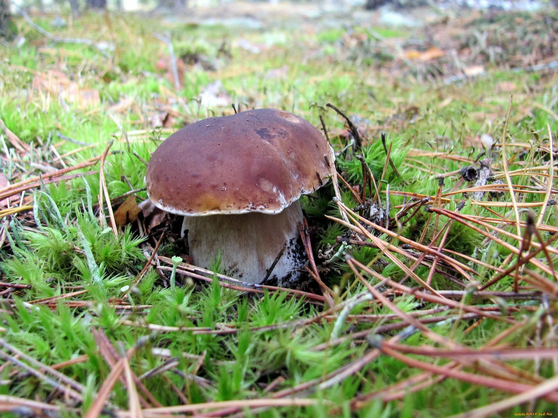 грибы на севере. съедобные грибы сибири. подберёзовик обыкновенный. съедобные грибы в хмао. грибы хмао югры.