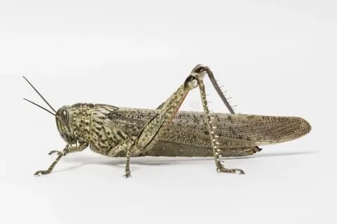 Short horned grasshopper