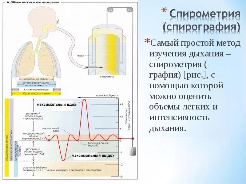 Возрастает жизненная емкость легких. Жизненная емкость легких спирометр. методы измерения дыхательных объемов. исследование объема легких. жизненный объем легких измеряется.