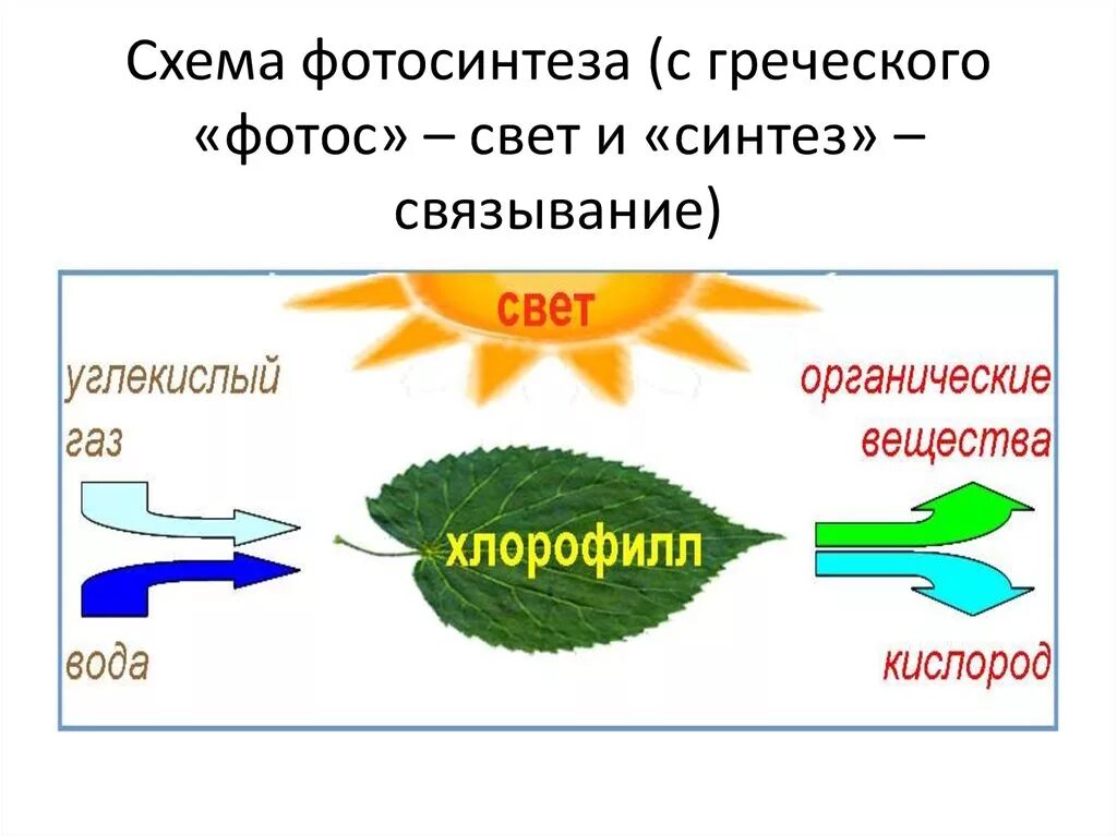 Схема процесса фотосинтеза рисунок