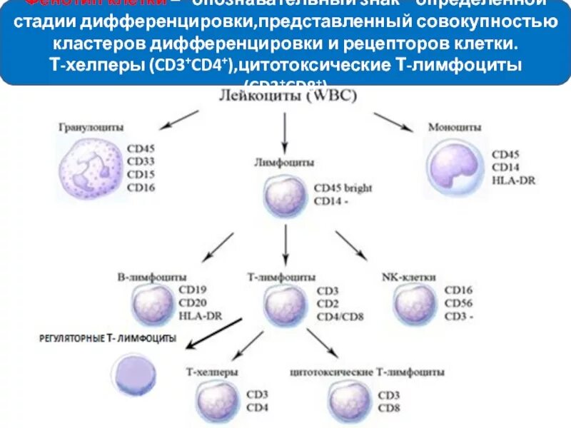 Т-хелперы и кластеры дифференцировки CD 4. Cd4 t лимфоциты. Сд8 лимфоциты. Кластеры дифференцировки лимфоцитов схема.