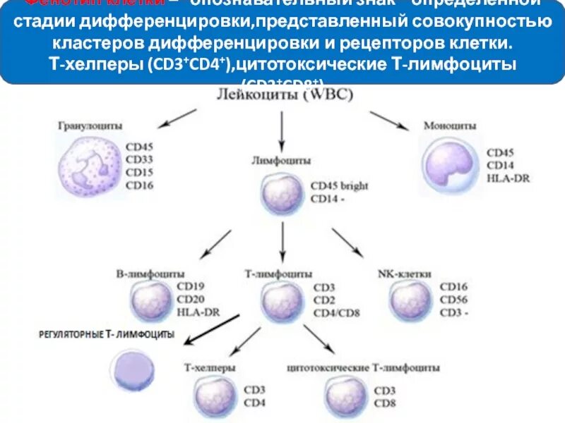 Фенотип лимфоцитов. Кластеры дифференцировки т хелперов cd3 cd4 cd8. т-хелперы и кластеры дифференцировки cd 4. поверхностные маркеры (кластеры дифференцировки, cd) в-лимфоцитов. сд4 лимфоциты функции.