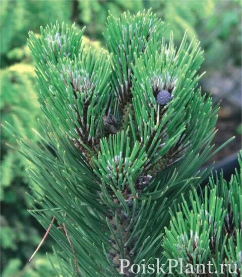 Pinus heldreichii. Pinus leucodermis. сосна гельдрейха шмидта. сосна pinus leucodermis. pinus leucodermis smidtii.
