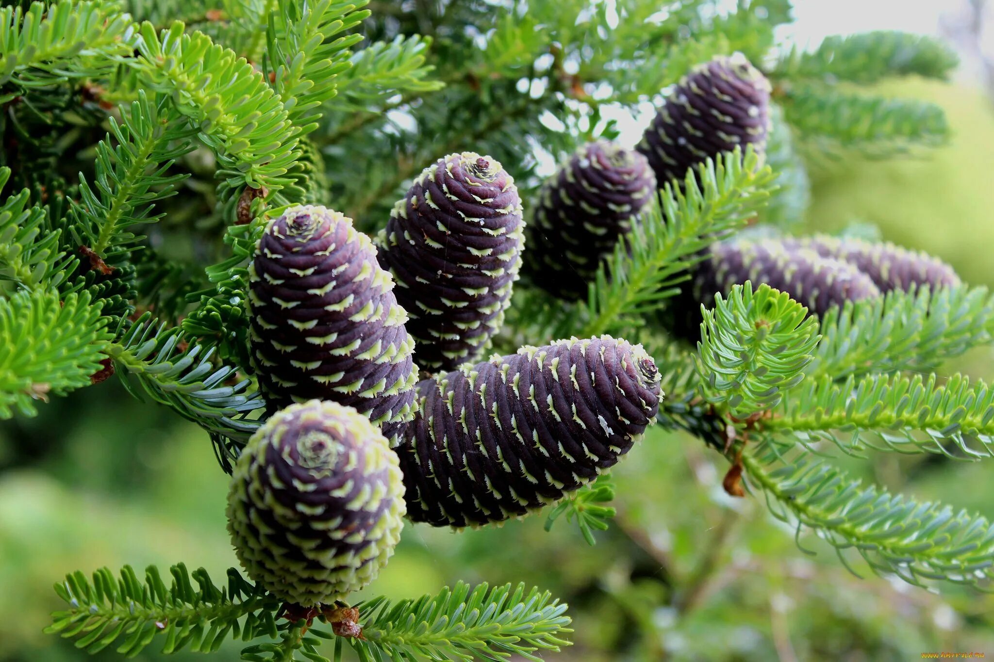 Ч хвойные. Пихта Сибирская Abies sibirica. Пихта Сибирская (Ábies sibírica). Пихта Сибирская (a. sibirica).. Пихта Абиес Кореана.