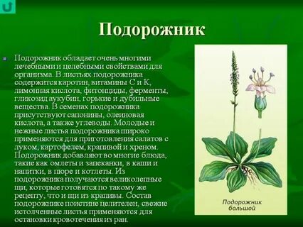 Текст о любом растении