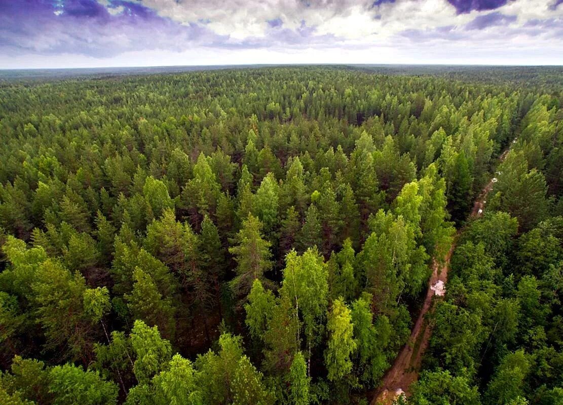 Таежные леса якутии. Восточносибирская тайга климат. Тайга центр. Зона тайги. Тайга северного урала.