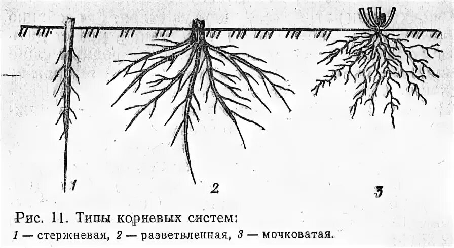 Поверхностной корневой системой