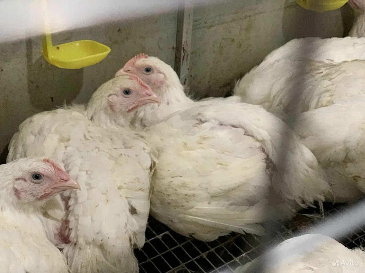 бройлеры 2 месяца. бройлер росс 308 в 1 месяц. бройлер 2 месяца фото. бройлер 1 месяц. бройлеры.