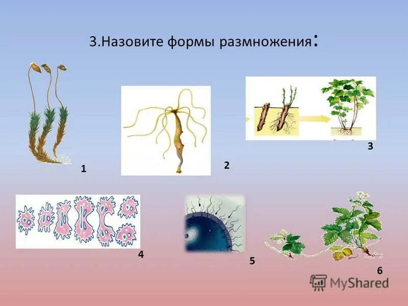 Бесполое размножение 9 класс биология. Формы бесполого размножения. Формы размножения организмов. Способы размножения организмов.