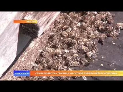 Пчелы мордовия