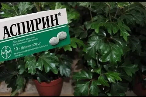 Аспирин для цветов