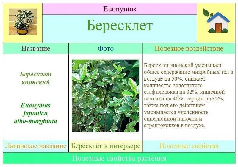 Как размножается бересклет. Бересклет ауреомаргината. бересклет японский форчуна. бересклет широколиственный. бересклет ползучий.