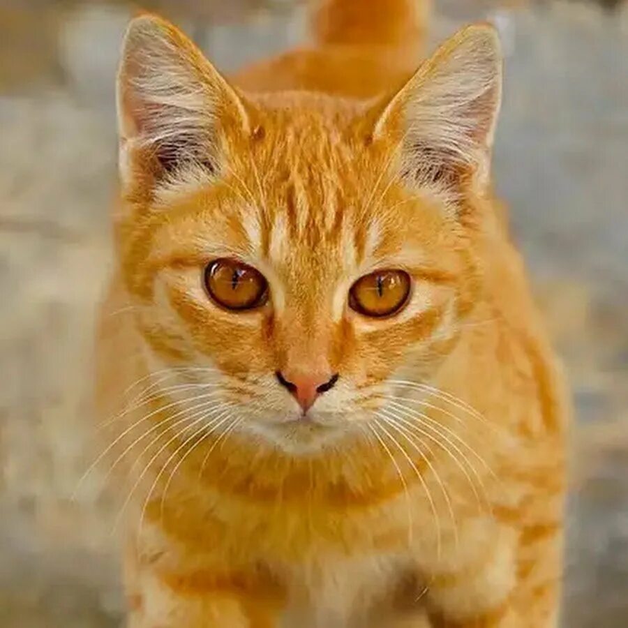 Кошка с желтыми глазами порода. Сибирская кошка рыжая короткошерстная. Бразильская короткошерстная кошка рыжая цейлонская. Сибирский кот короткошерстный рыжий. Рыжий кот с янтарными глазами.