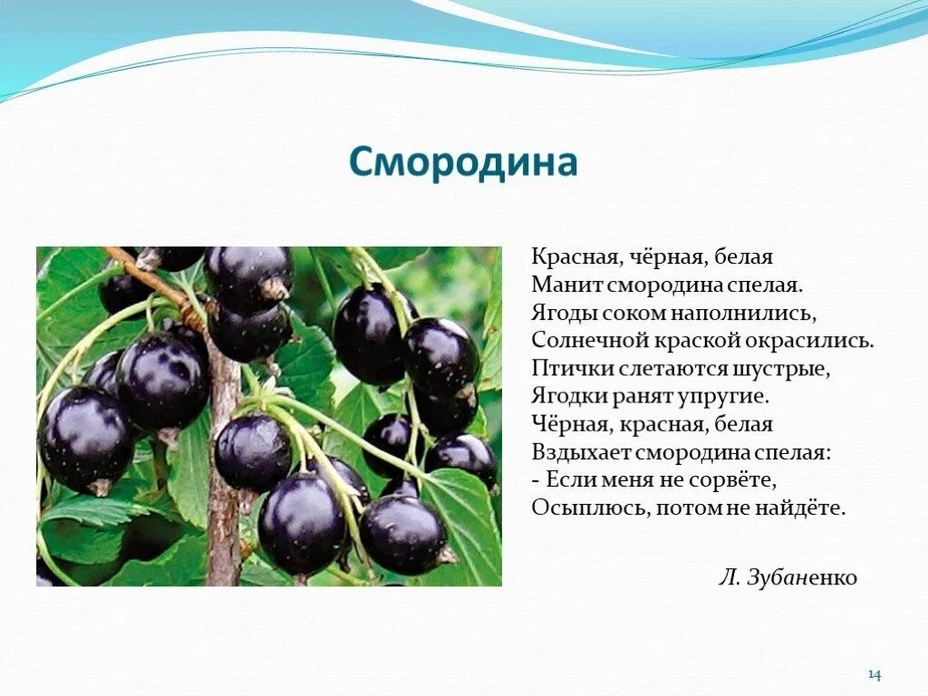 Сообщение о чёрной смородине. Стихи о смородине. Смородина описание. Сообщение про смородину.