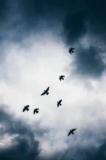 Birds flying high you know